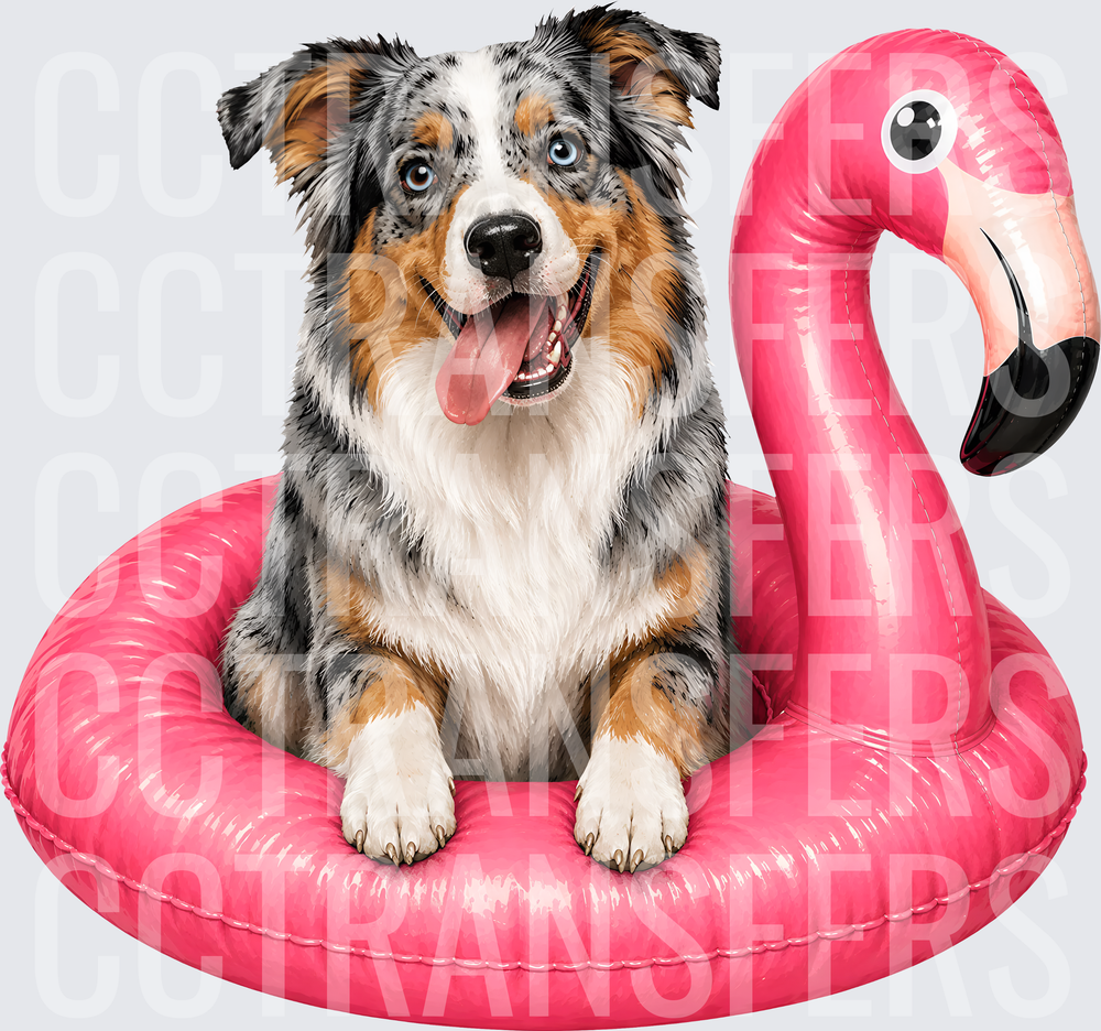 Blue Merle Aussie Dog in Pink Flamingo Pool Float (DTF)