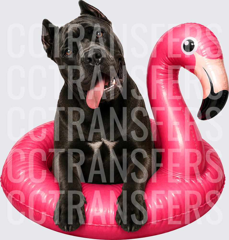 Black Mastiff Dog Sitting in Pink Flamingo Pool Float (DTF)