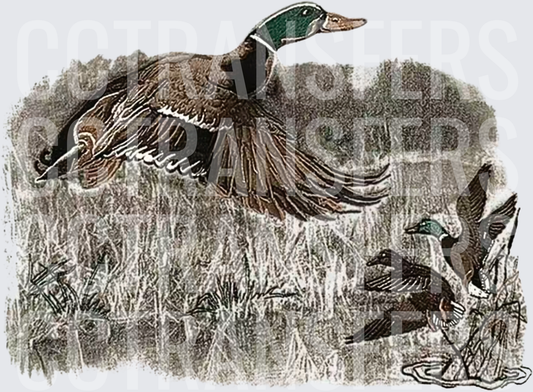Mallard Ducks Taking Flight Over Marsh Wetlands (DTF)