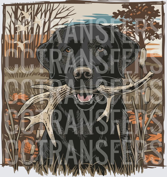 Black Lab Holding Shed Antler Autumn Hunting Scene (DTF)