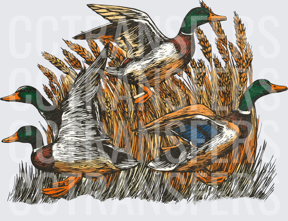 Mallard Ducks Flying Through Golden Wheat Field (DTF)