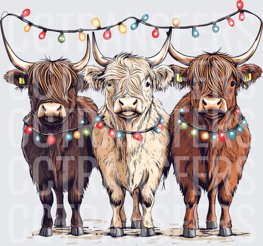 Three Fluffy Highland Cows Christmas Lights Holiday (DTF)